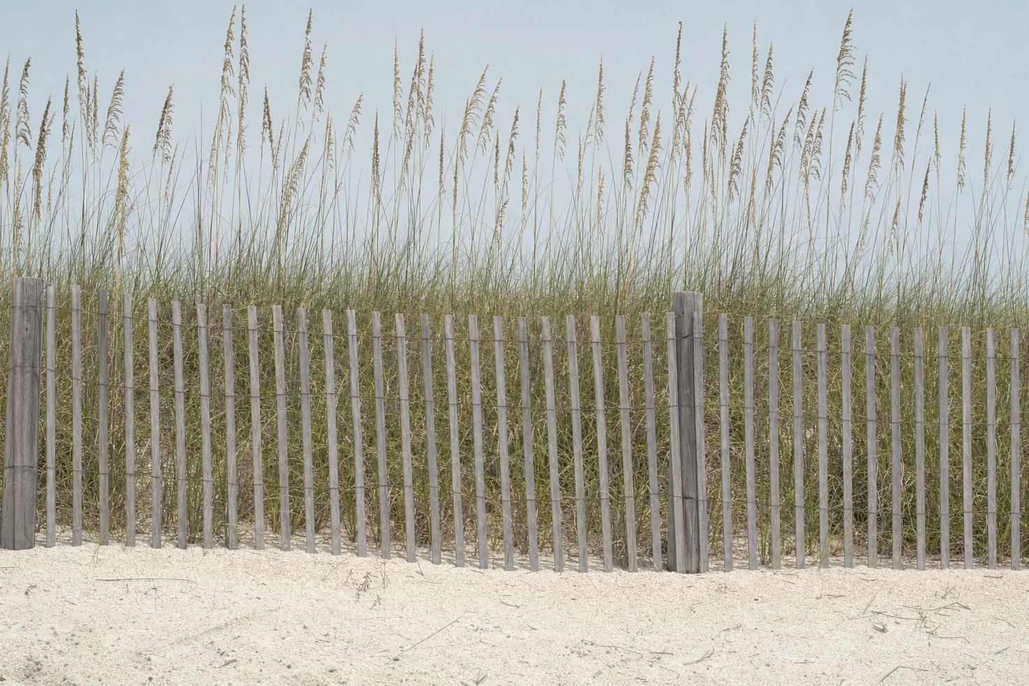 A dune fence running across the frame in front of sea oats, photographed by us on pale sand at midday.