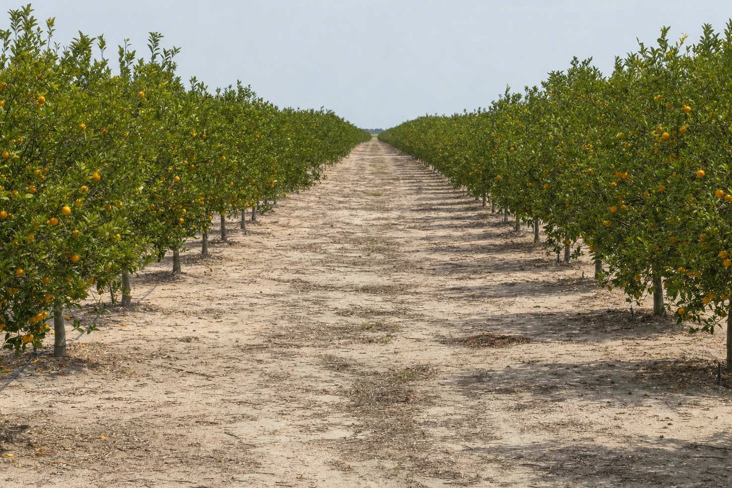 Regimented rows of citrus trees, photographed by us straight down a row at midday over sandy soil.