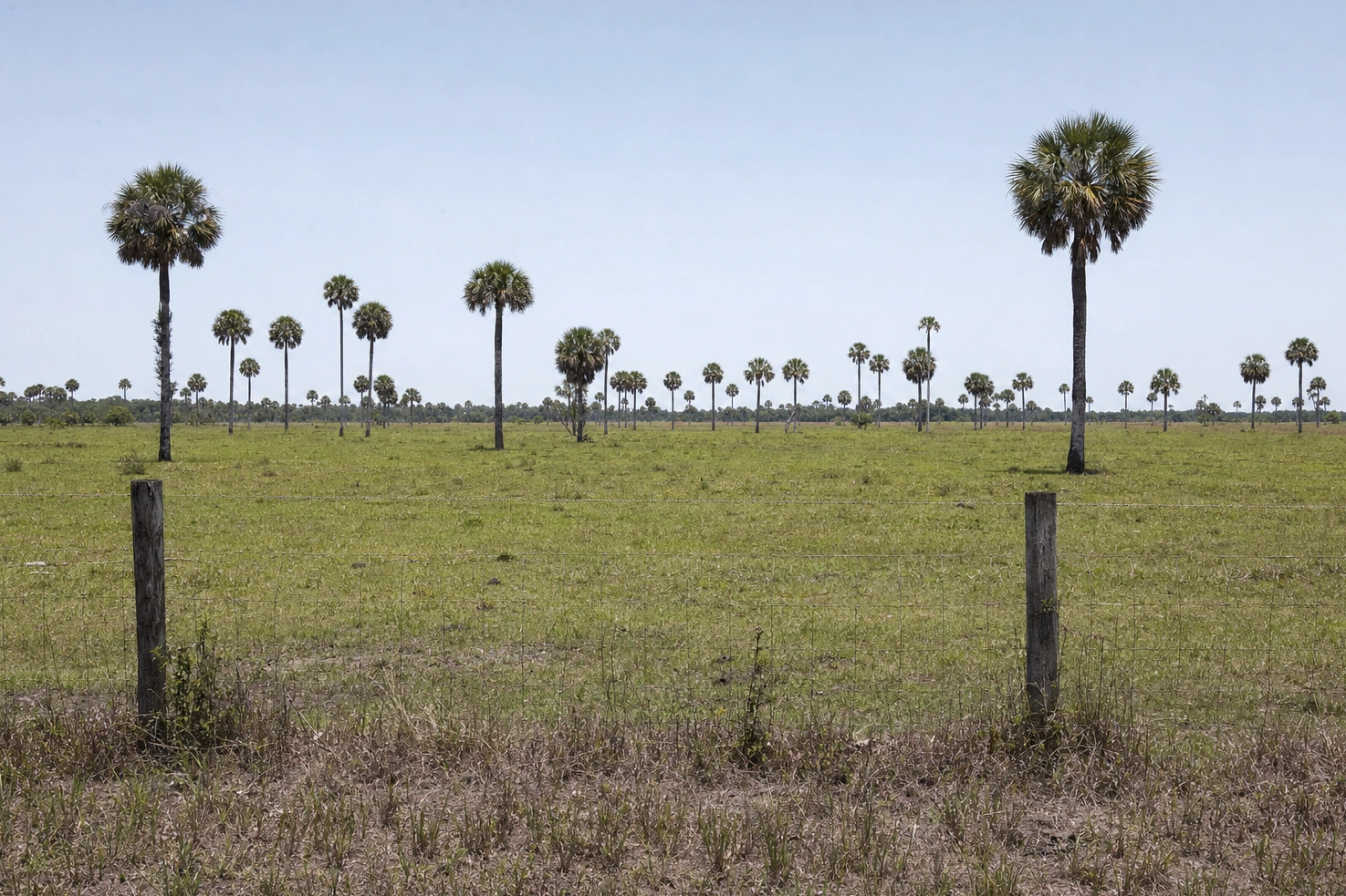 Our photograph of flat cattle pasture with a wire fence crossing the frame at midday, cabbage palms scattered across it under a big flat sky.