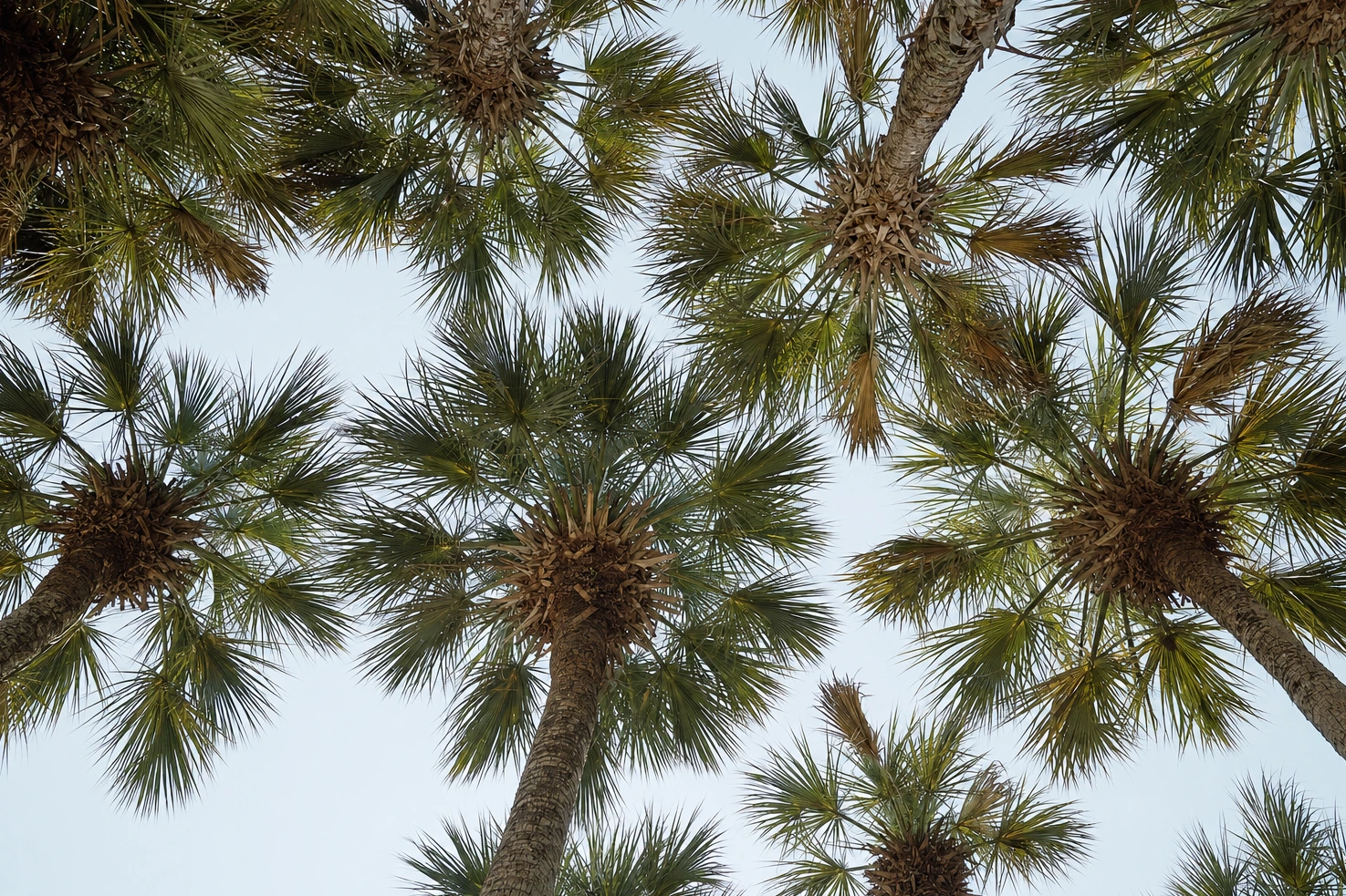 Our photograph looking straight up into a palm canopy against bright sky, the fronds spread evenly across the frame.