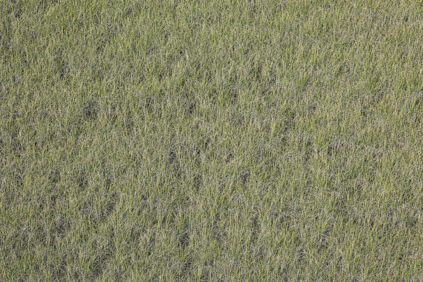 Sawgrass filling the entire frame, photographed by us from directly above at midday as an even texture.