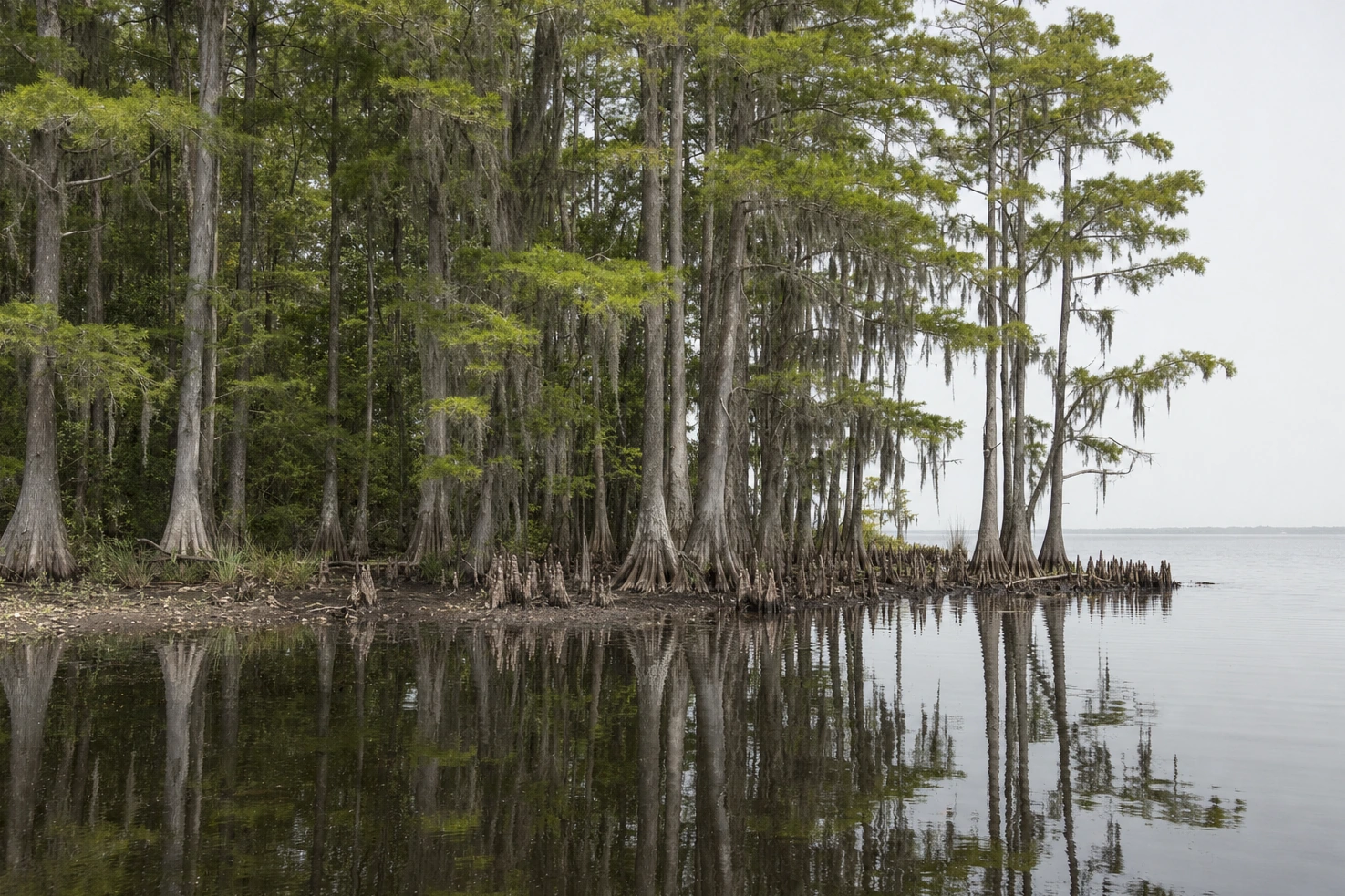 A stand of cypress at the edge of open water, photographed frontally by us at midday, the surface completely still.