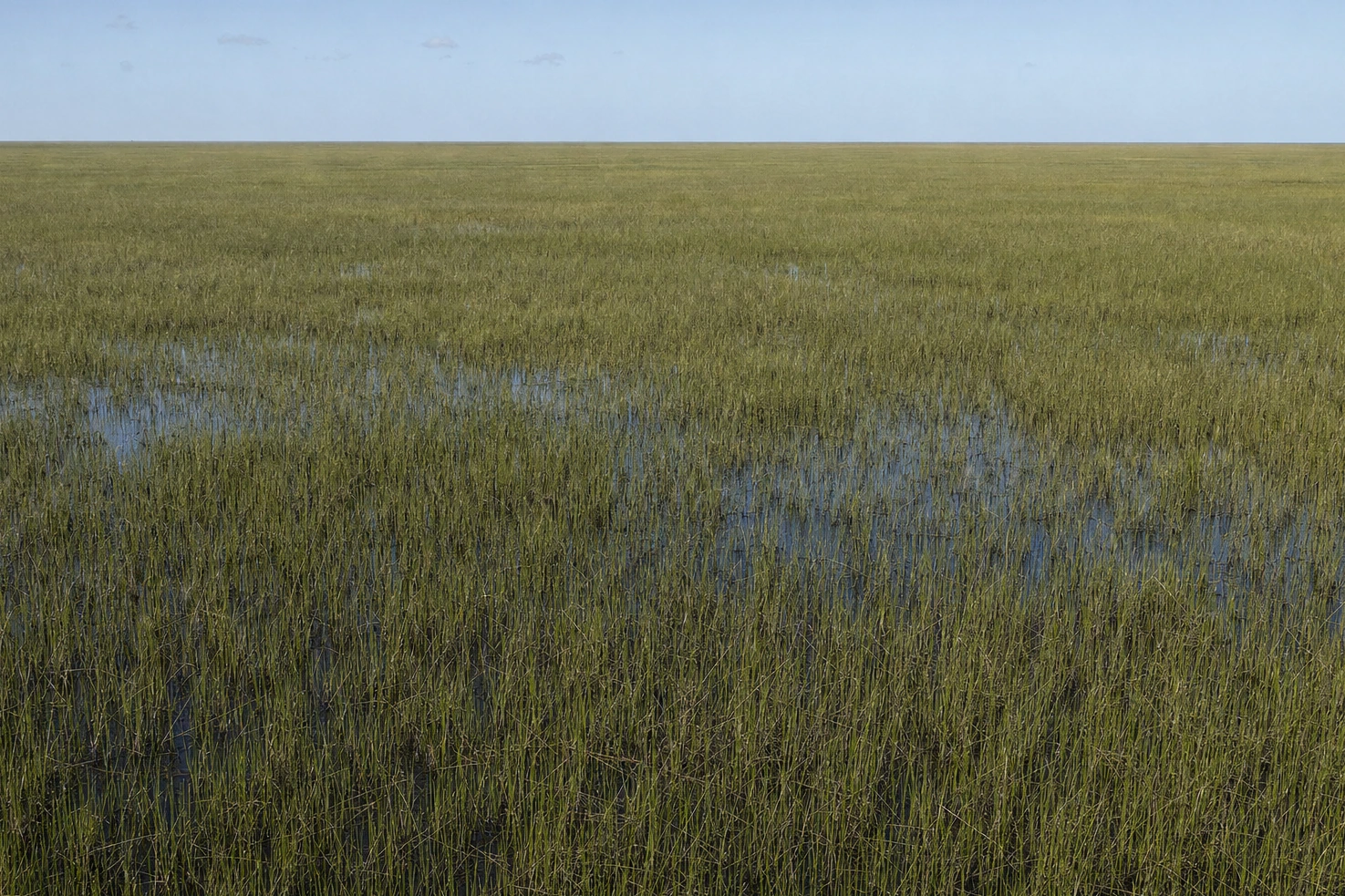 Our own photograph of an unbroken plain of sawgrass running to a flat horizon under a high midday sun, water channels catching the light.