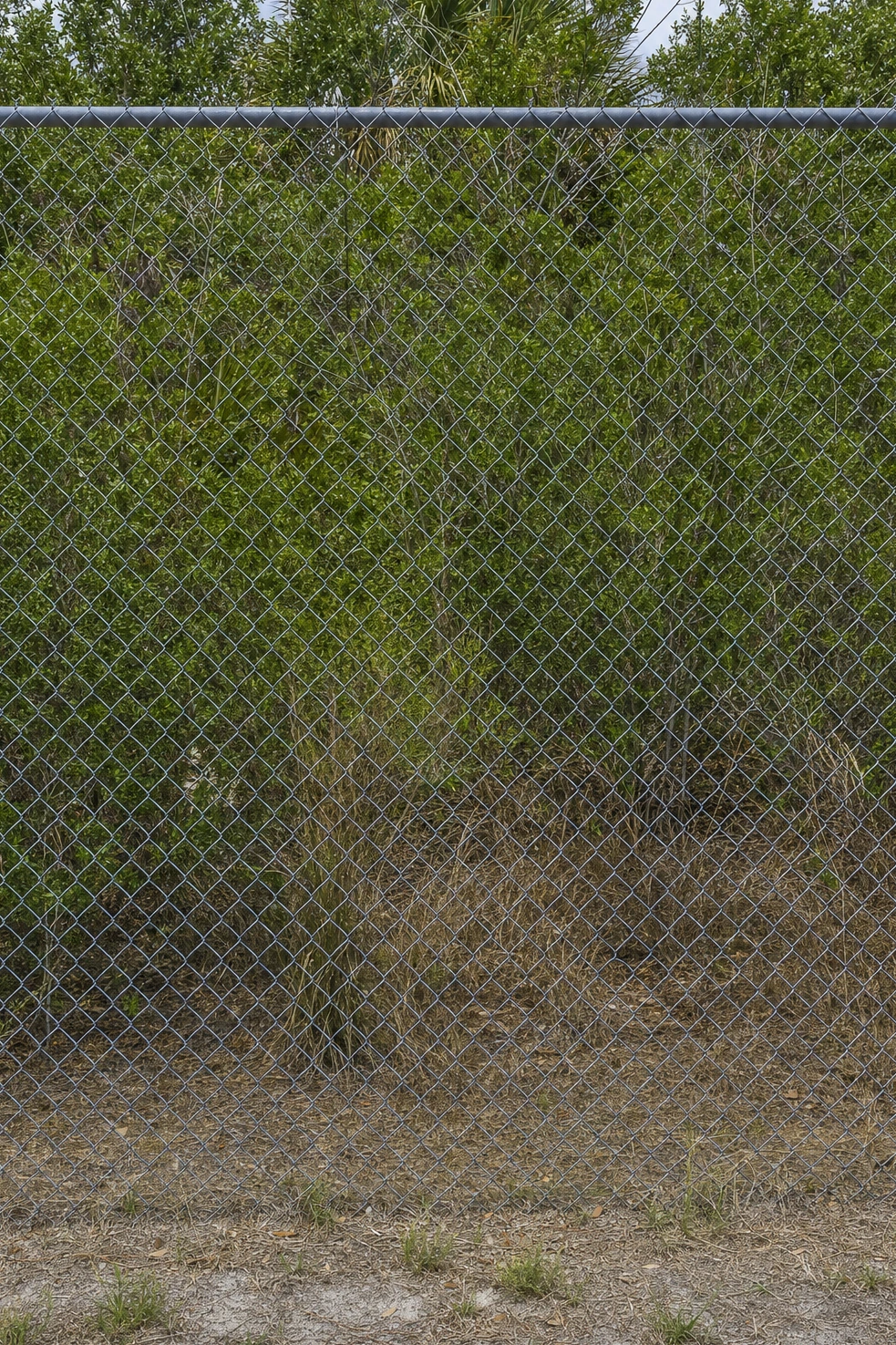 Our picture of a chain-link fence photographed square-on filling a tall frame, scrub behind it in flat light.