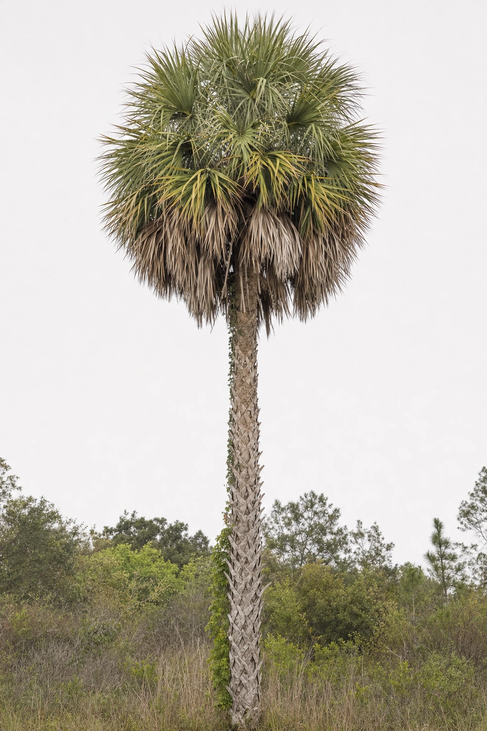 Our own photograph of a single cabbage palm against flat bright sky, the trunk running the full height of a tall frame.